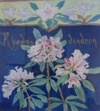 [Rhododendrons]
