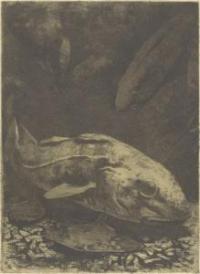 [Vissen in een aquarium]