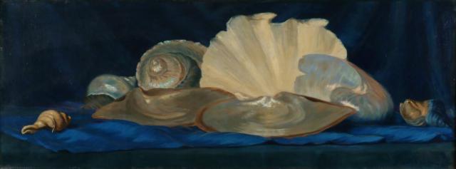[Stilleven met schelpen]