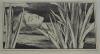 [Iris (1894)]
